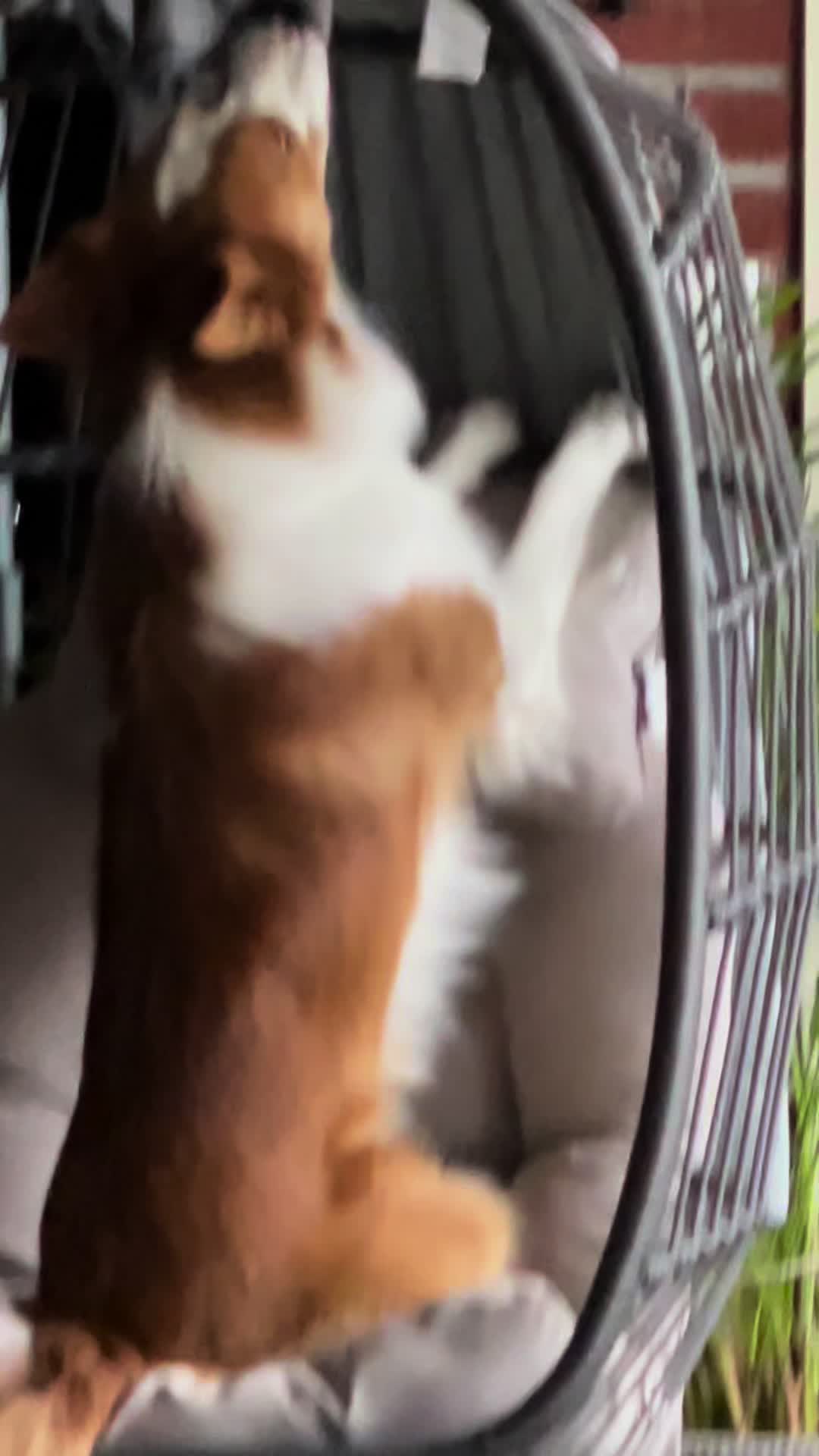 @Border Collie Bantay