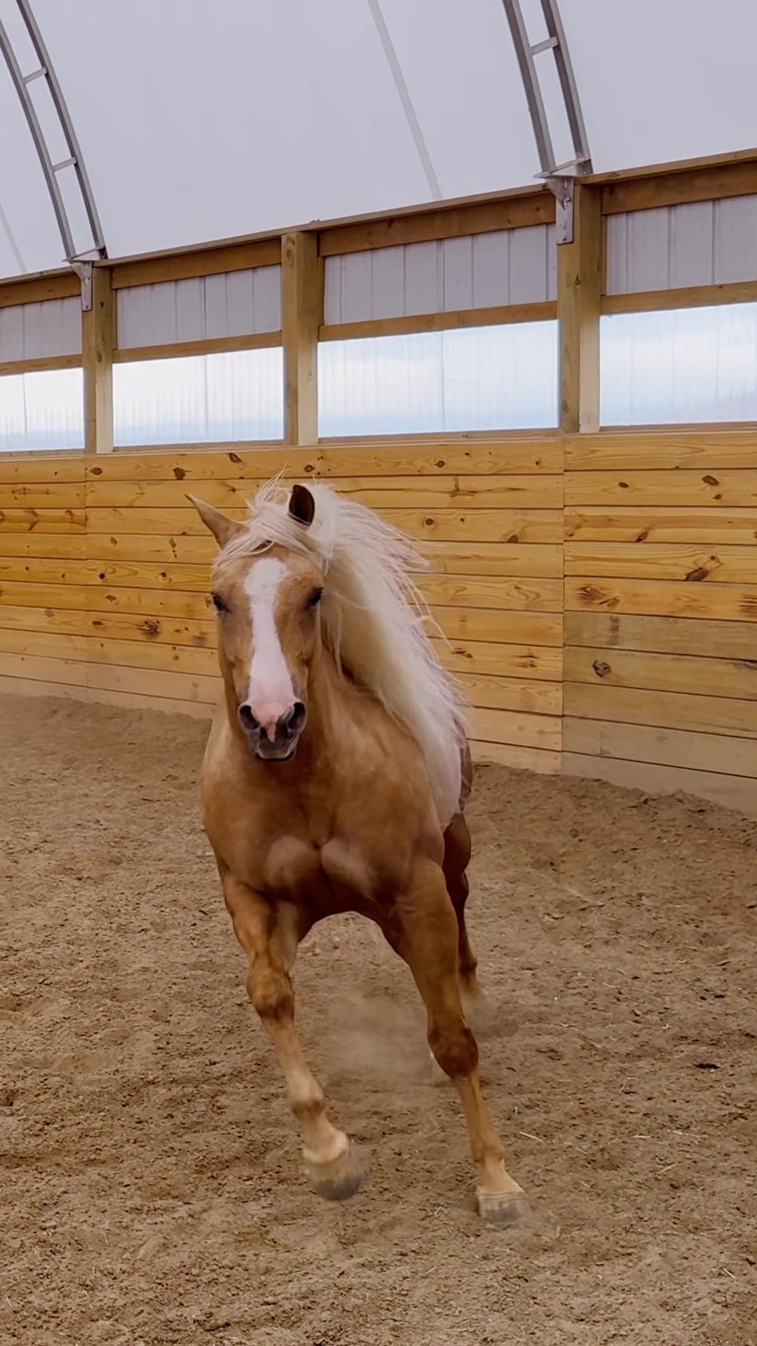 @Free Spirit Equestrian