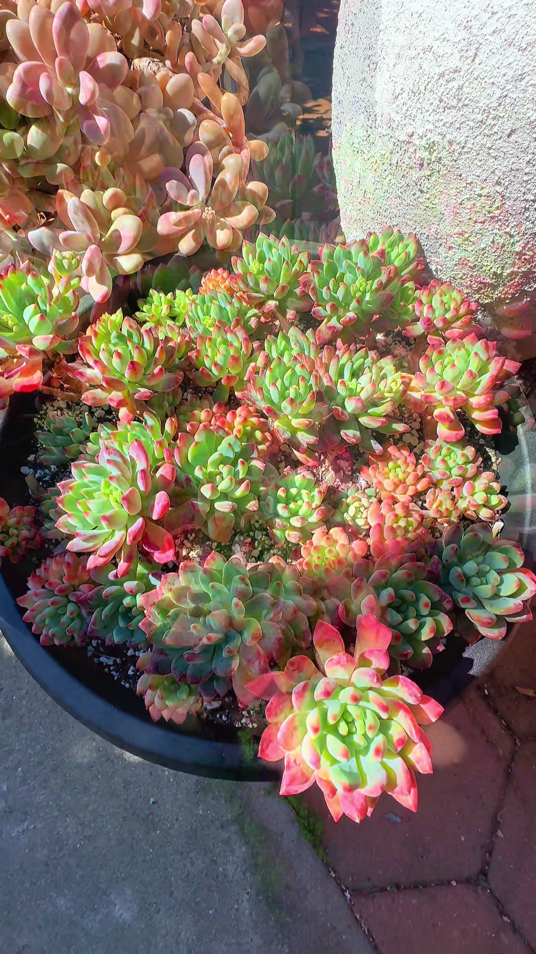 @euphoriablooms