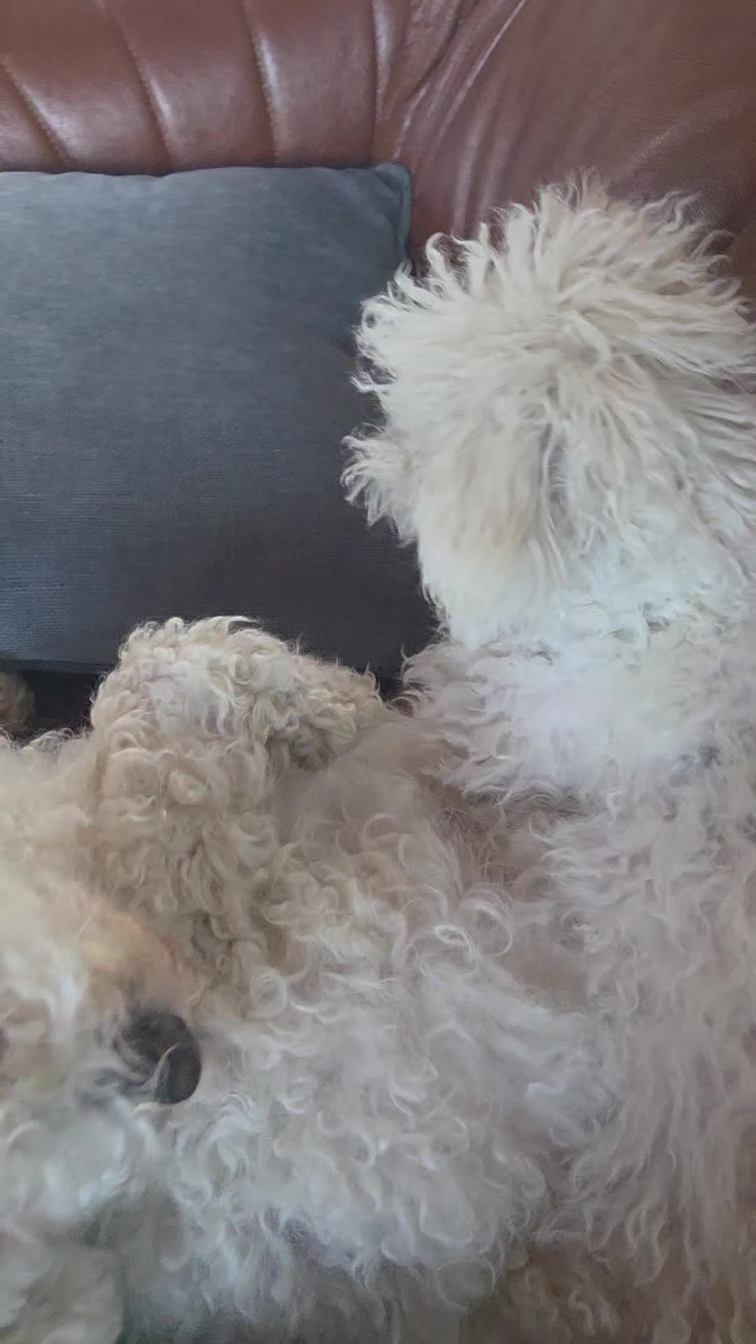 @TessiBichon