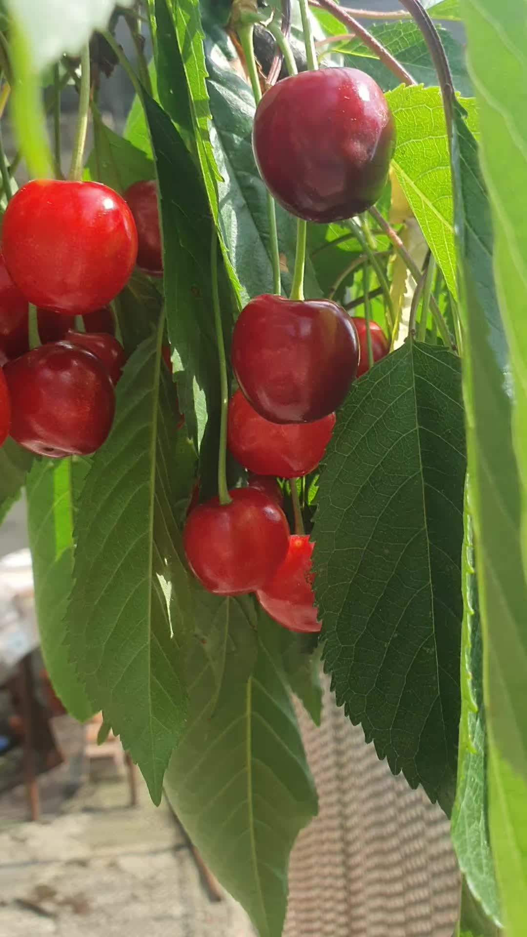 @marianarosoga276