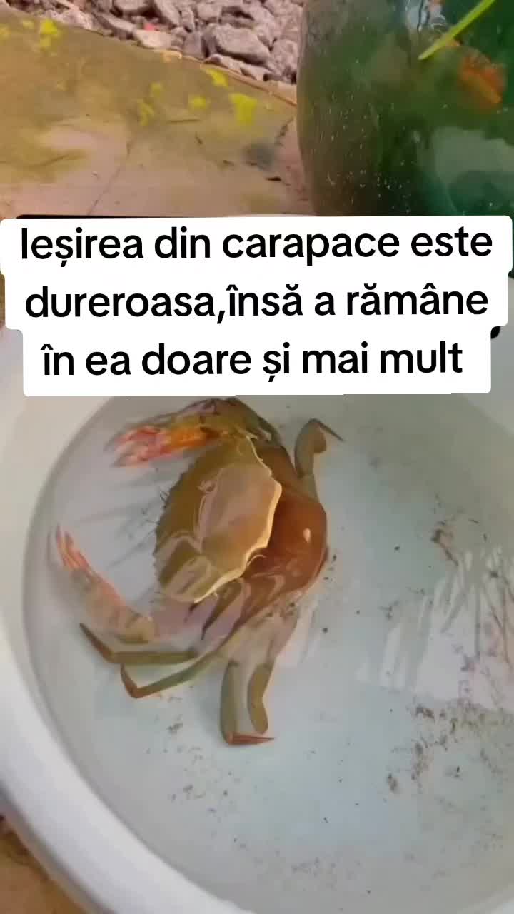 @Vladcrradu77