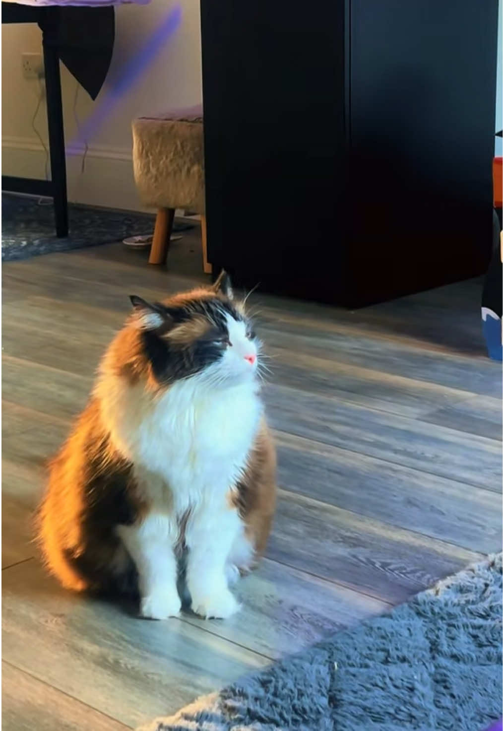 @Ted the ragdoll cat 🐾