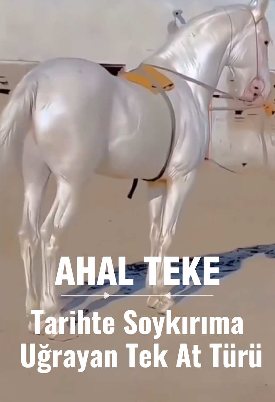 @Tarihin Sesi