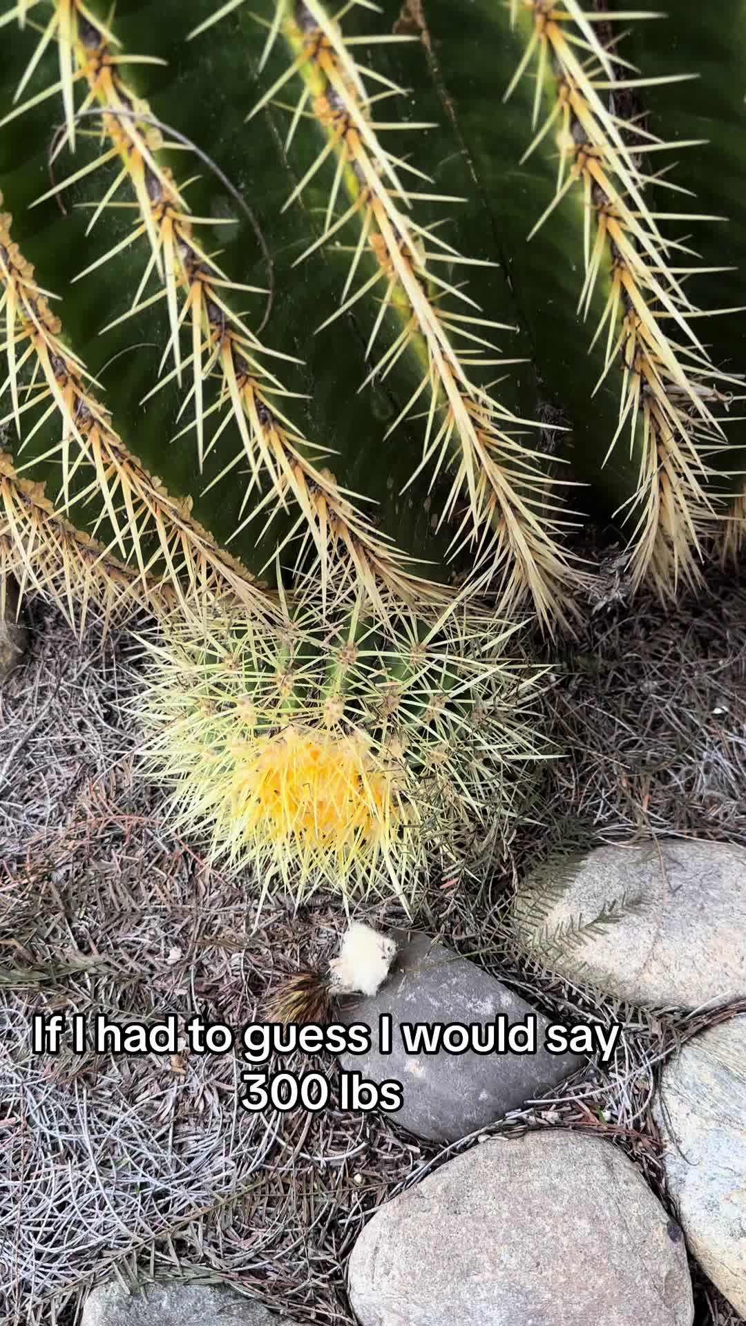 @Amerikaktus