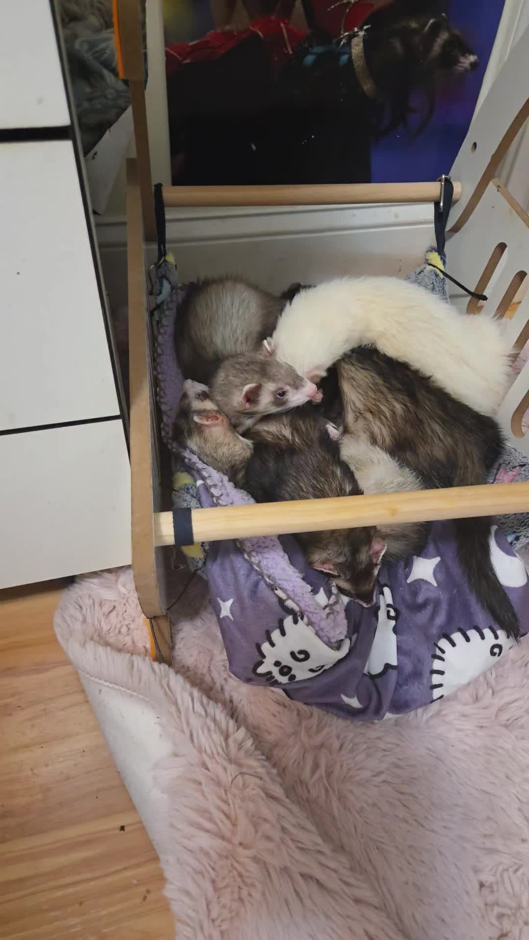 @FuffyFerrets