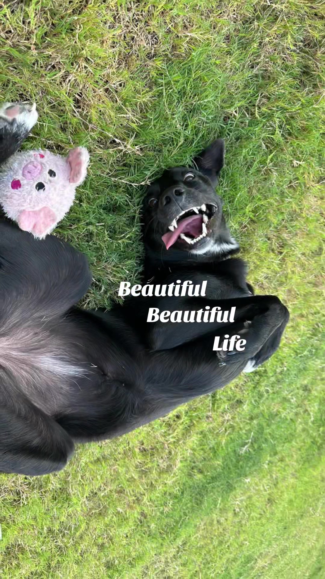 @murryburry