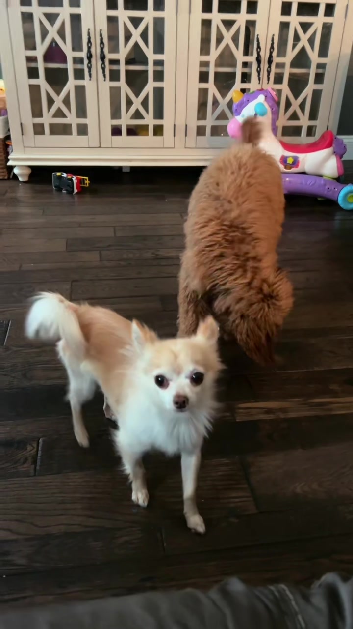 @thechihuahuafamily1