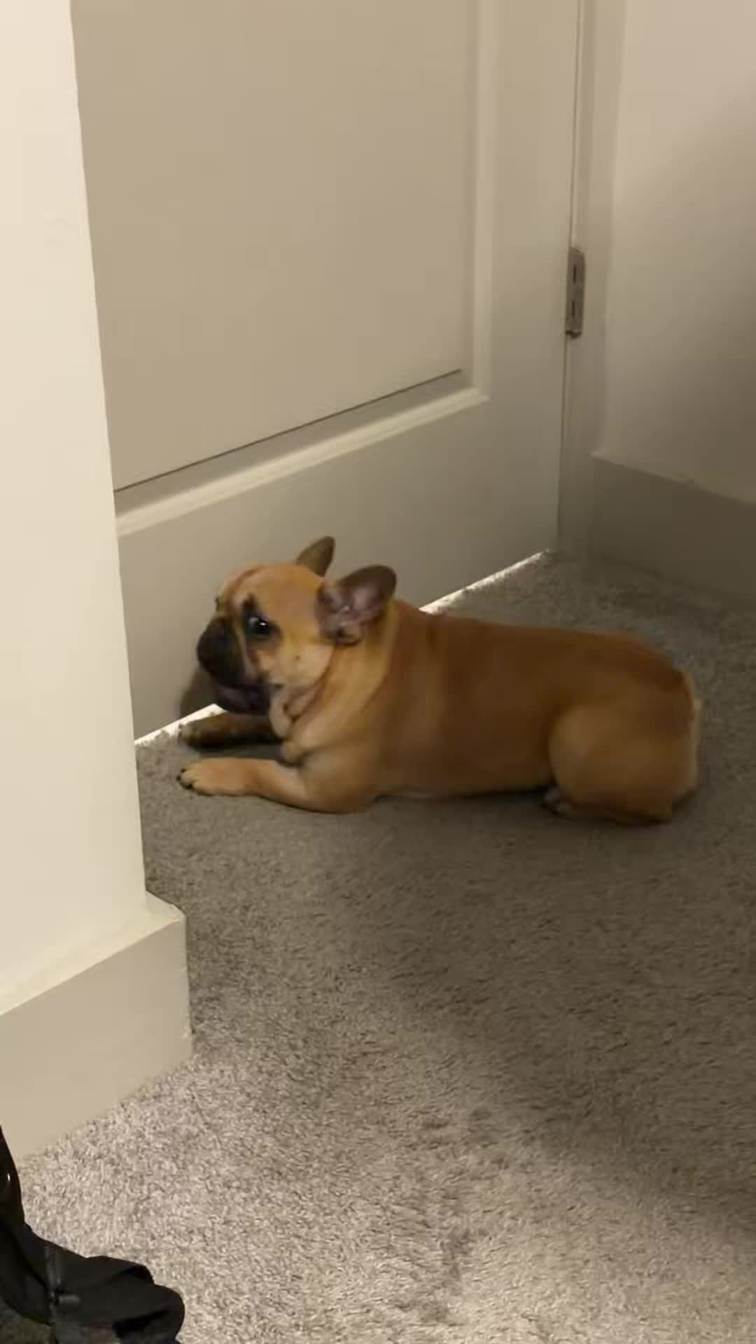 @Archie The Frenchie