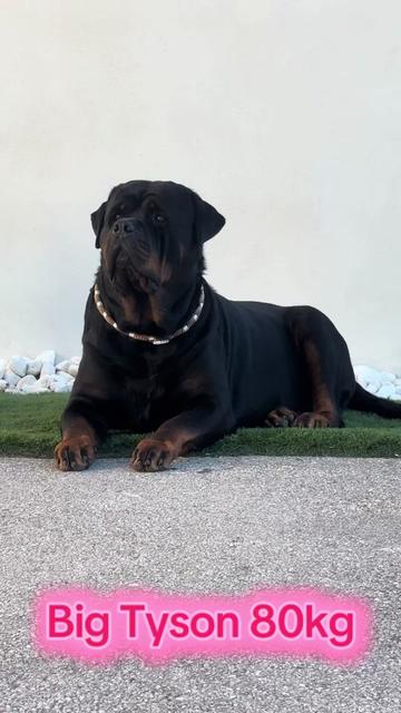@Big Tyson 80kg