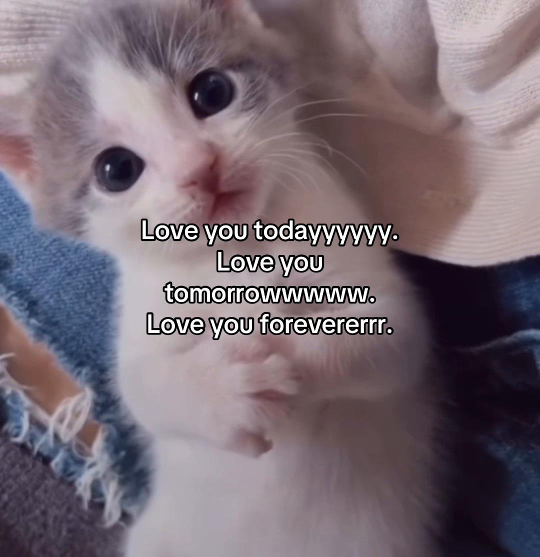 @Alice.cattok