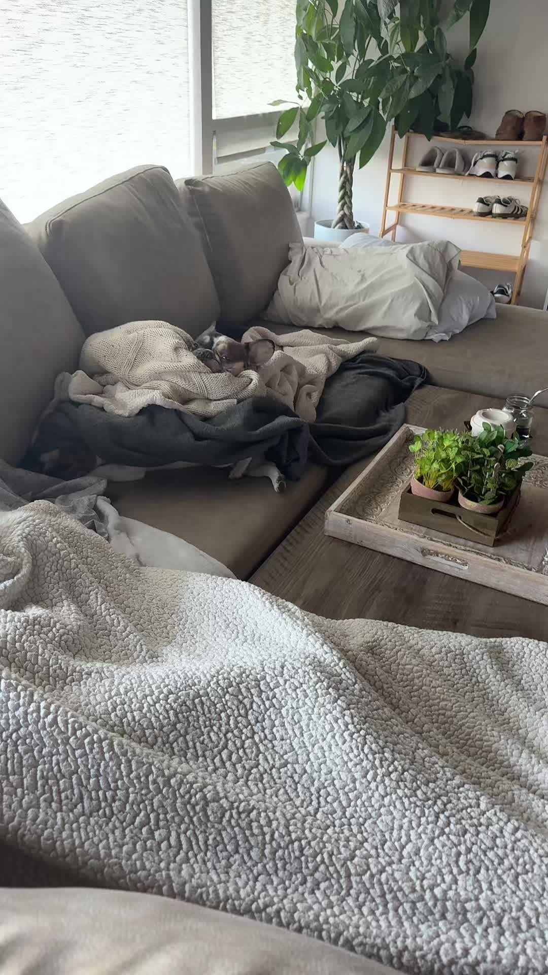 @Stella_Oreo_Pumpkin