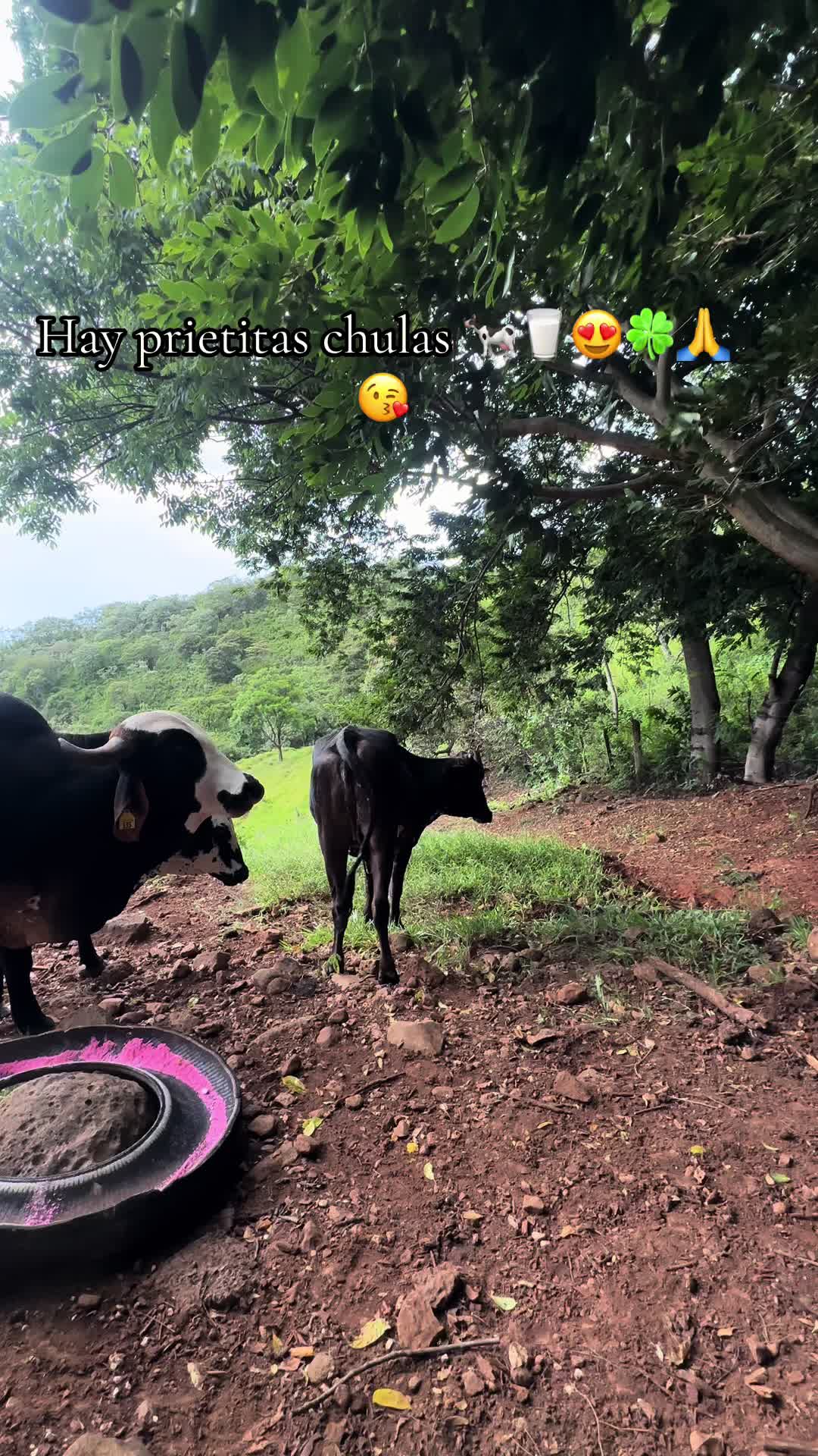 @Rony Zavala