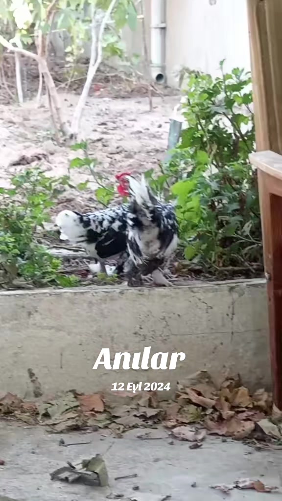 @MAŞTAĞA_QUŞCULUĞ
