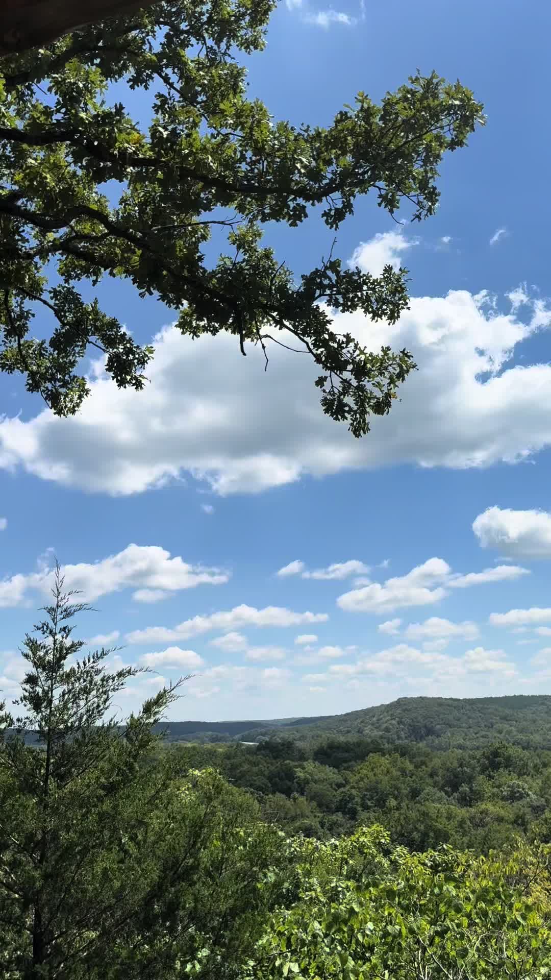 @SwampSirenCreations