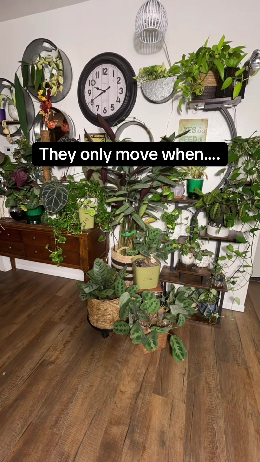 @Pothosiblyaboutplants