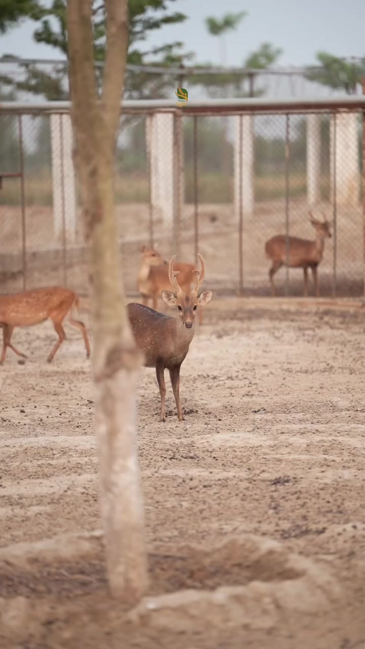 @Wildlife 🦌