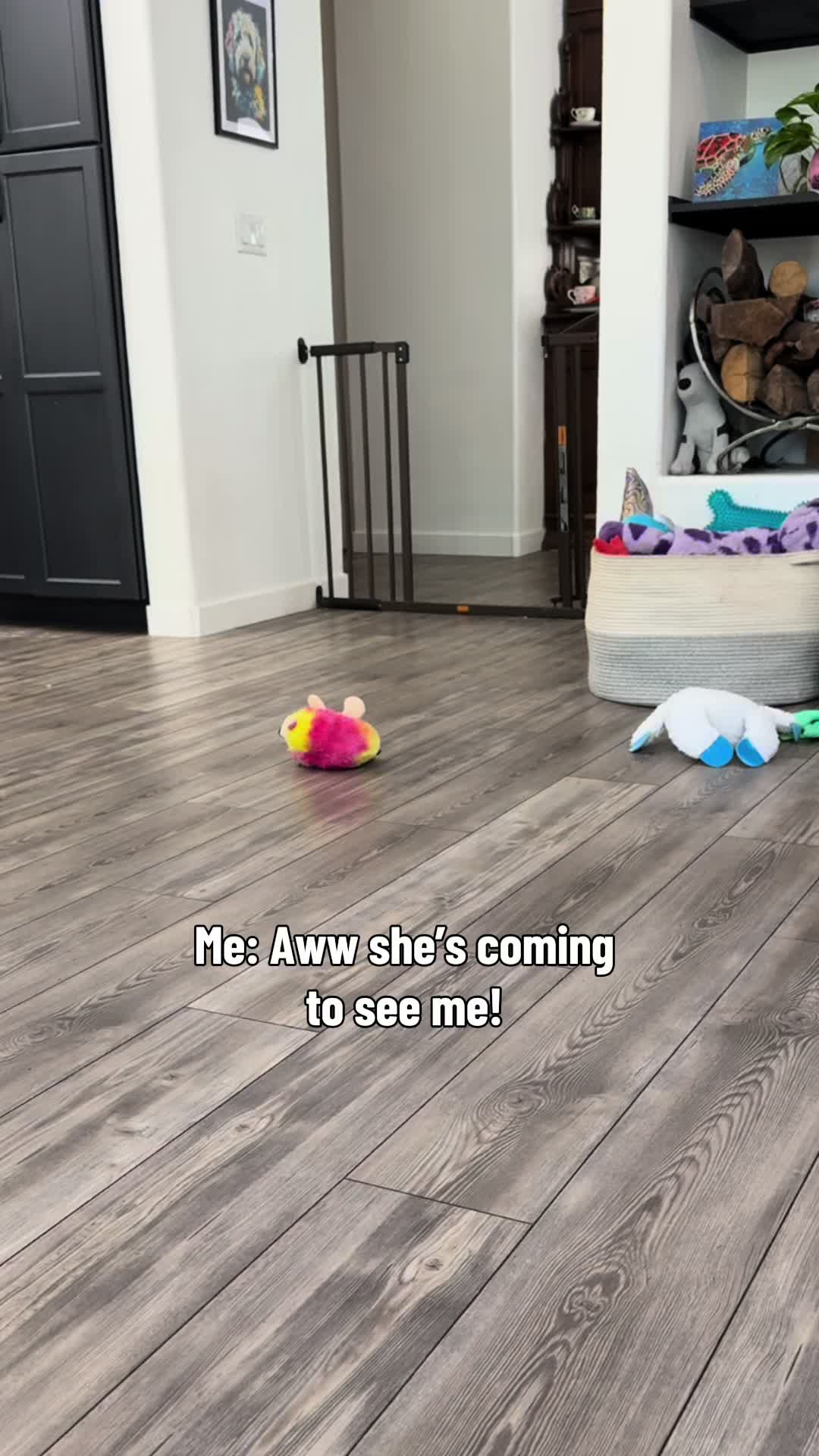 @Indie.pittie