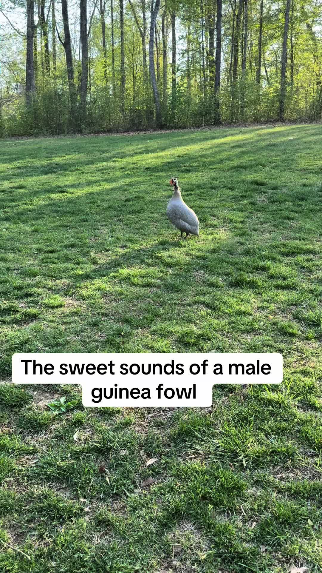 @✝️🌻🦆Mela’s Homestead🦆🌻🇵🇭