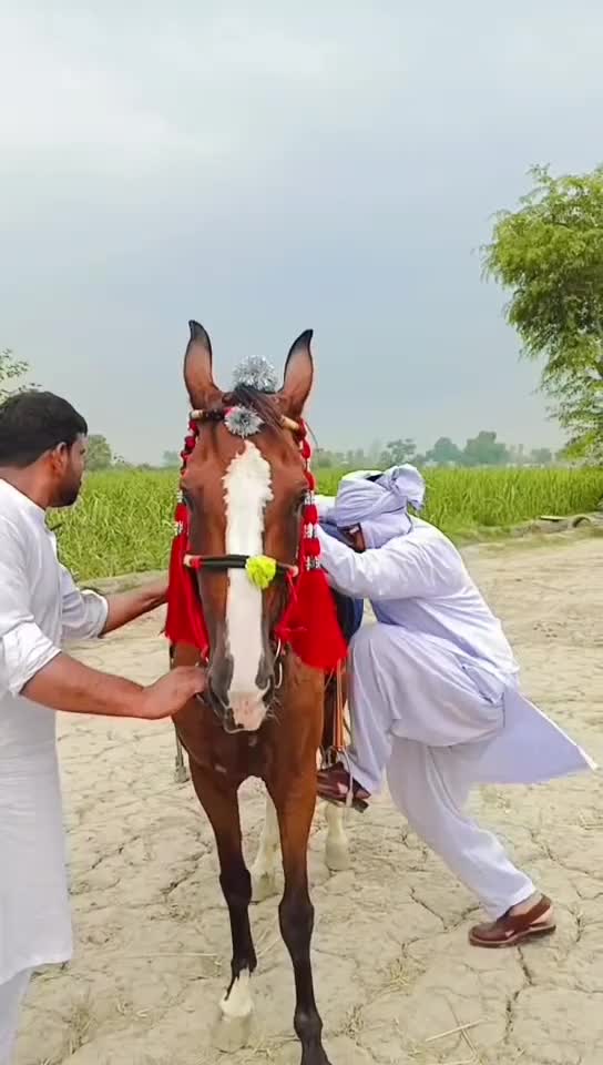 @Rana Muneeb Ullah