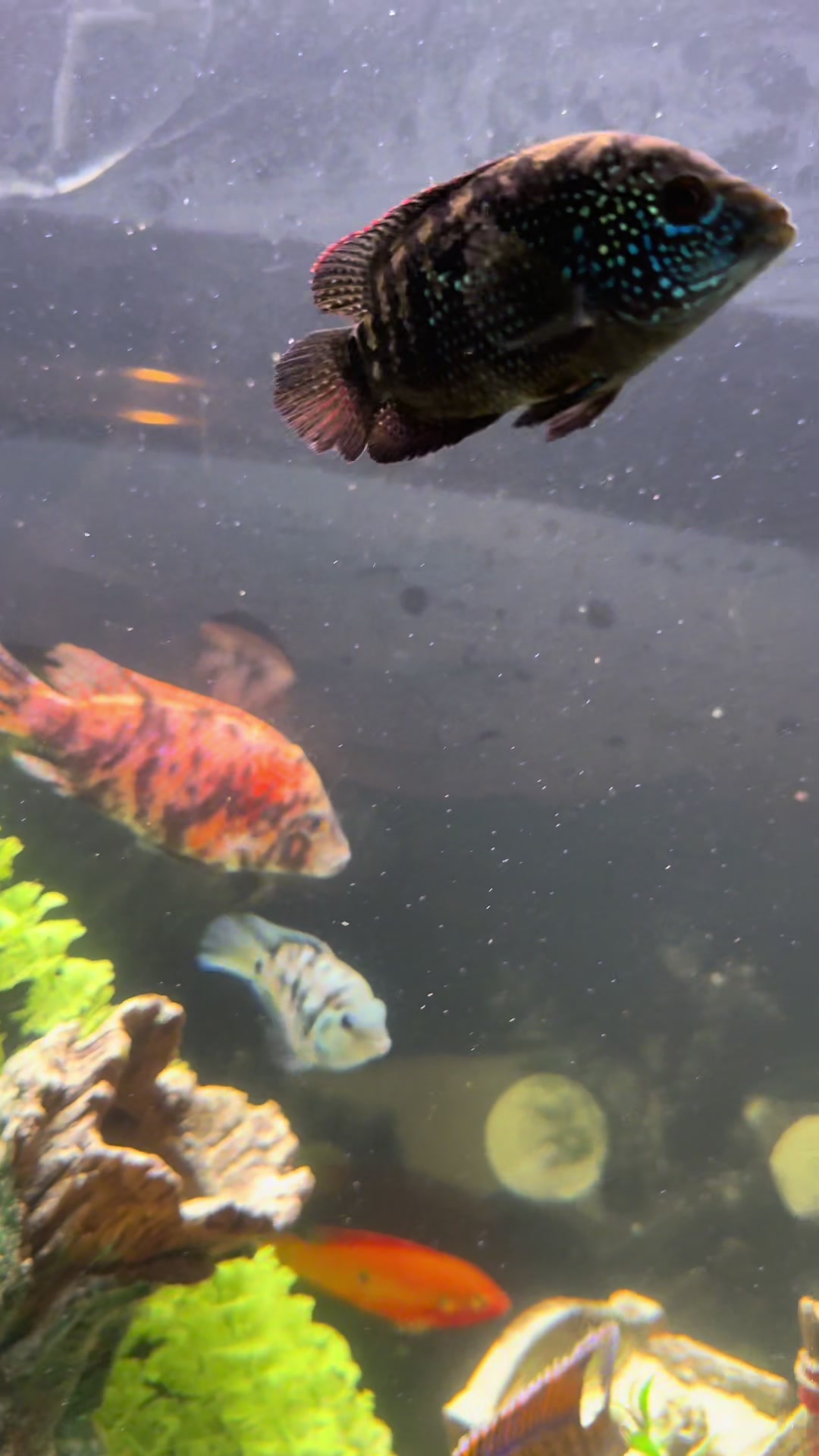 @Cichlid Chief