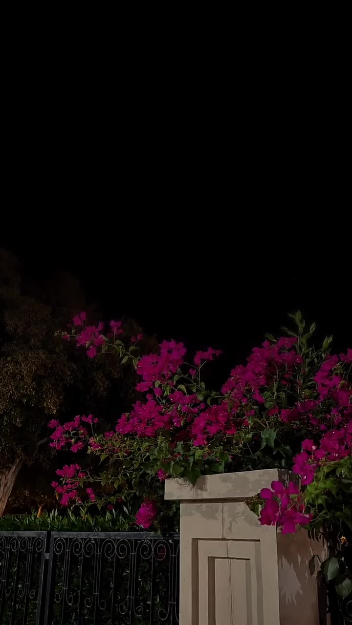 @إلياس الشامي