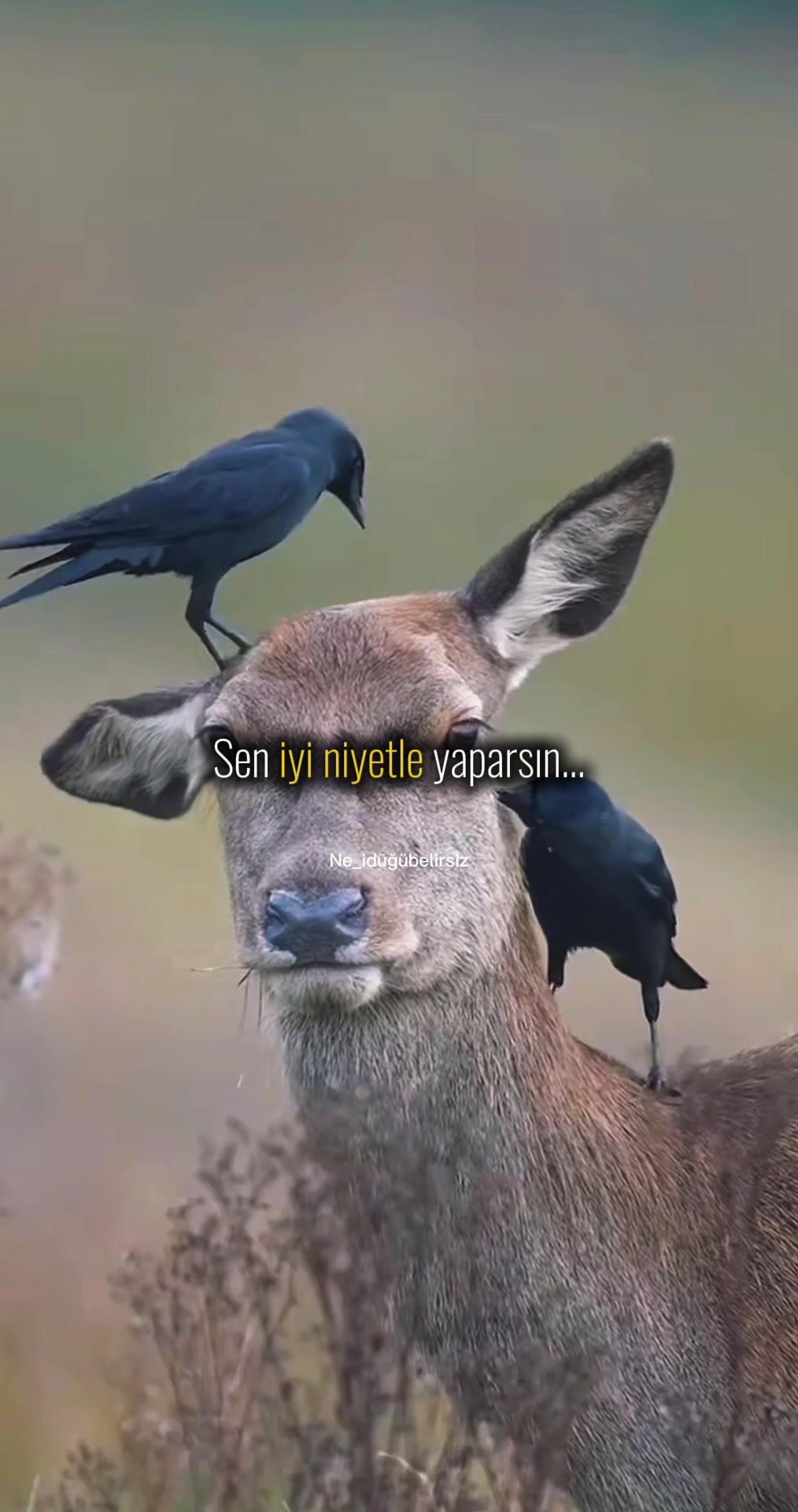 @ne_idugubelirsiz
