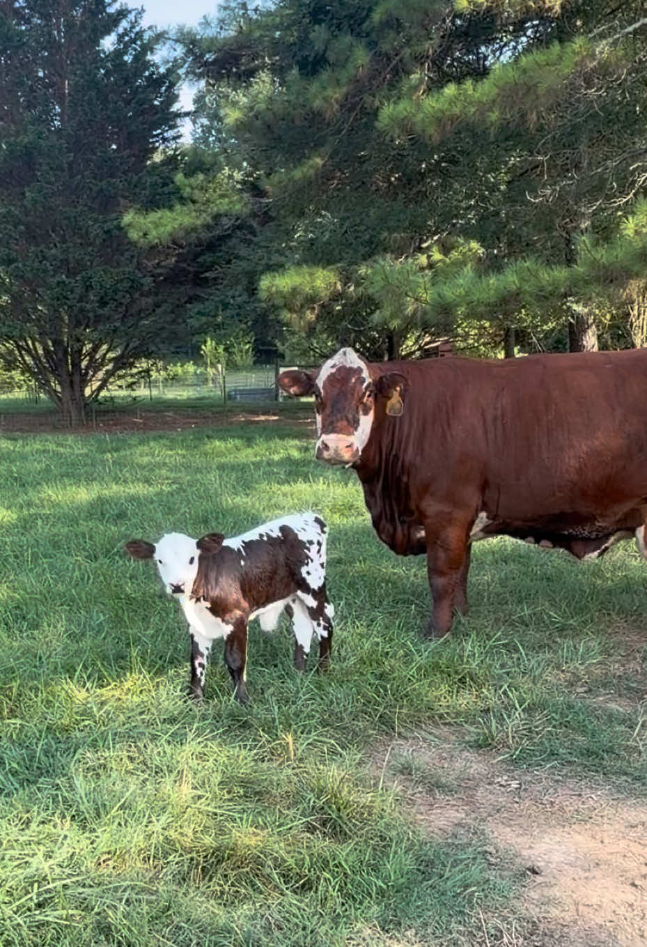 @Georgia Farm Girl