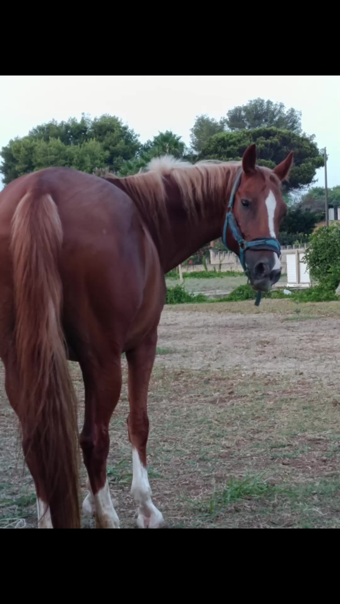 @GypsyHorse