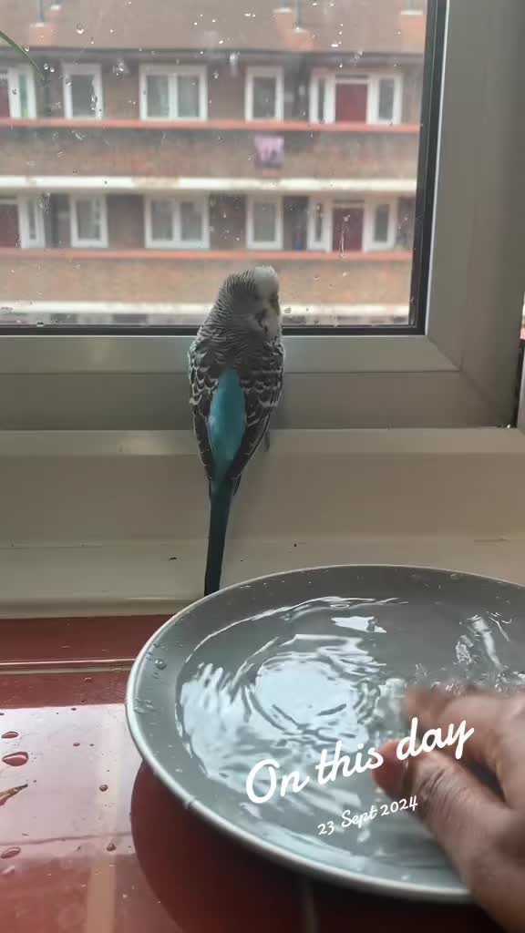@Blu_the_budgie 🇹🇹