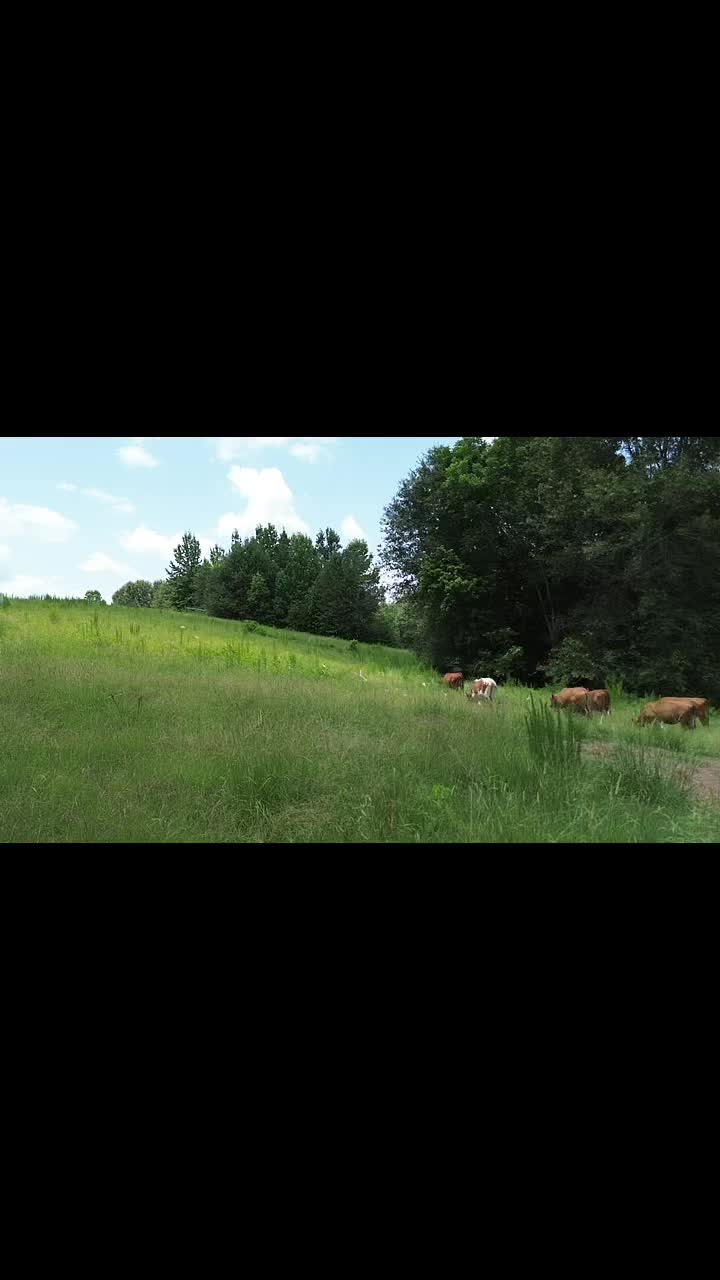 @Flat Rock Cattle Co
