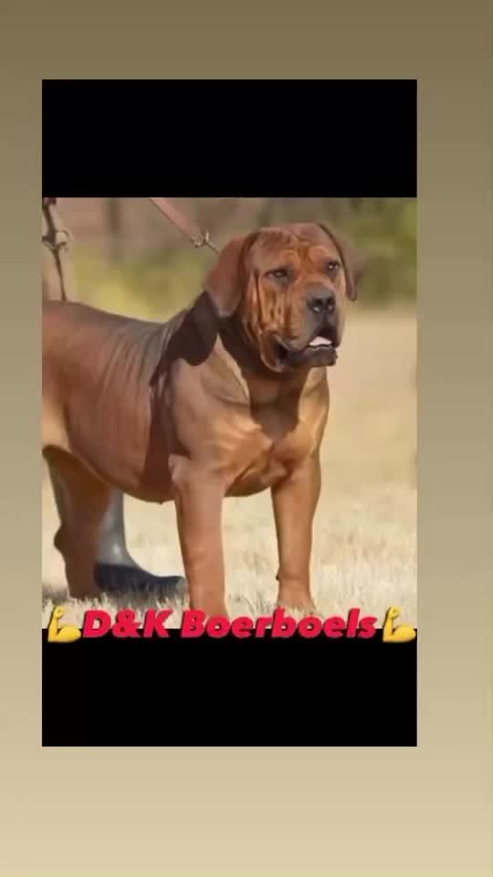 @D&K Boerboels