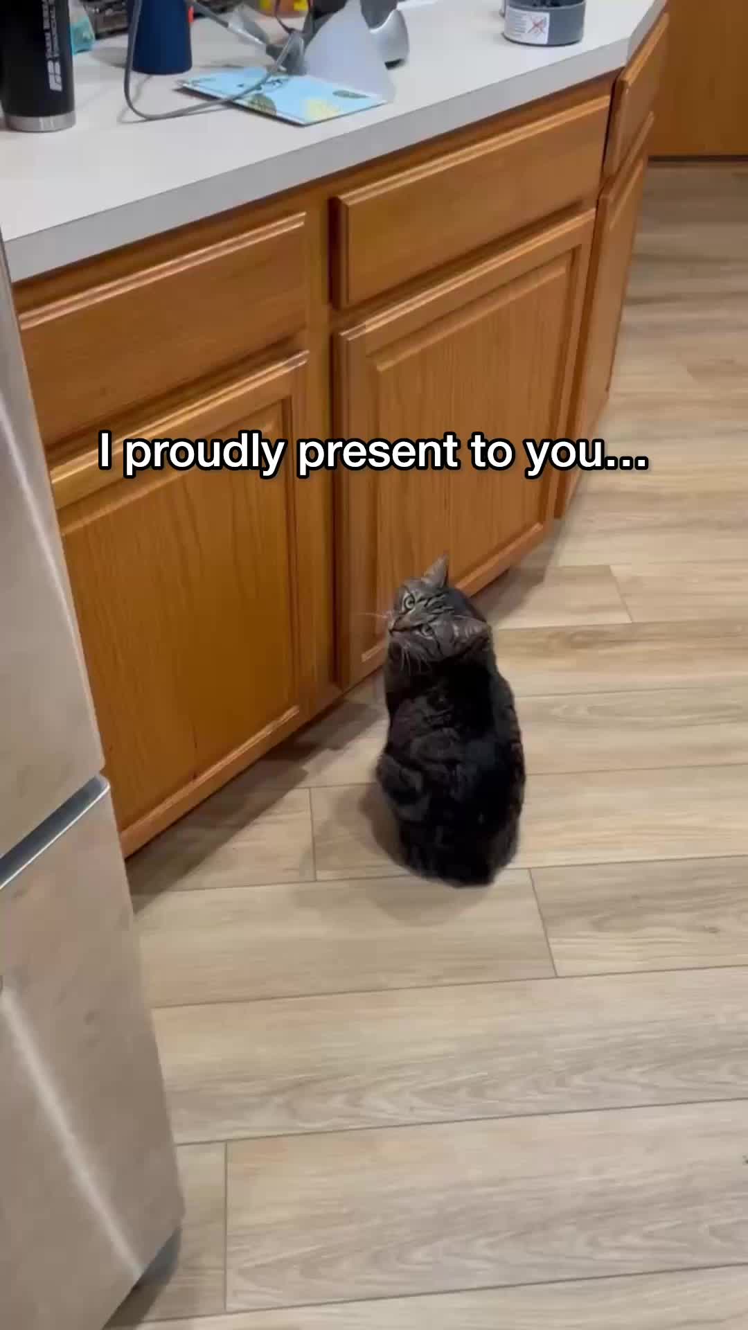@Chip The Manx