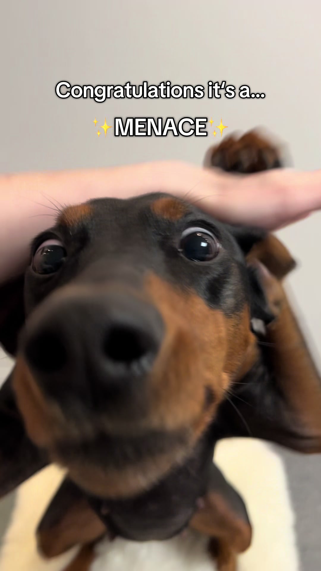 @AlvaTheHotDog
