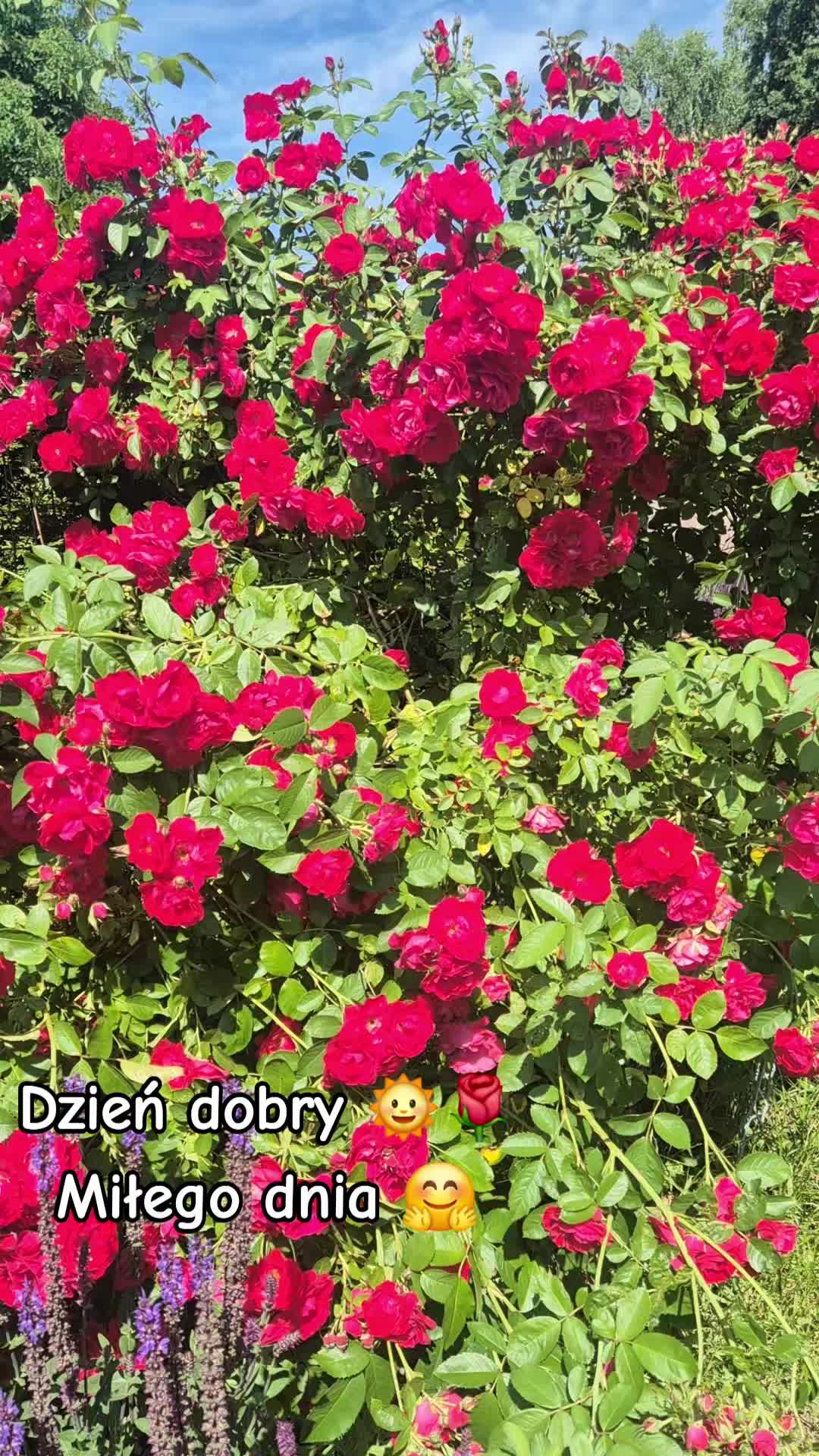 @🌺🪻aasia🌺🪻