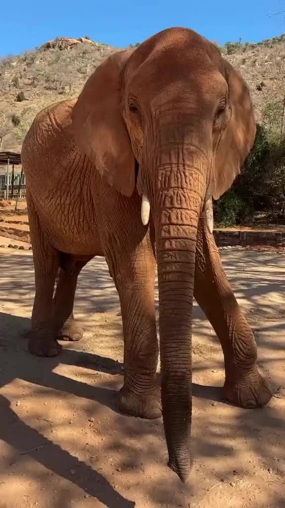 @SheldrickTrust