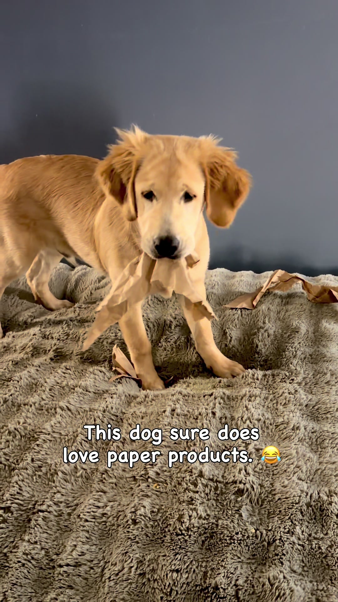 @Koda, Harley, and Brody