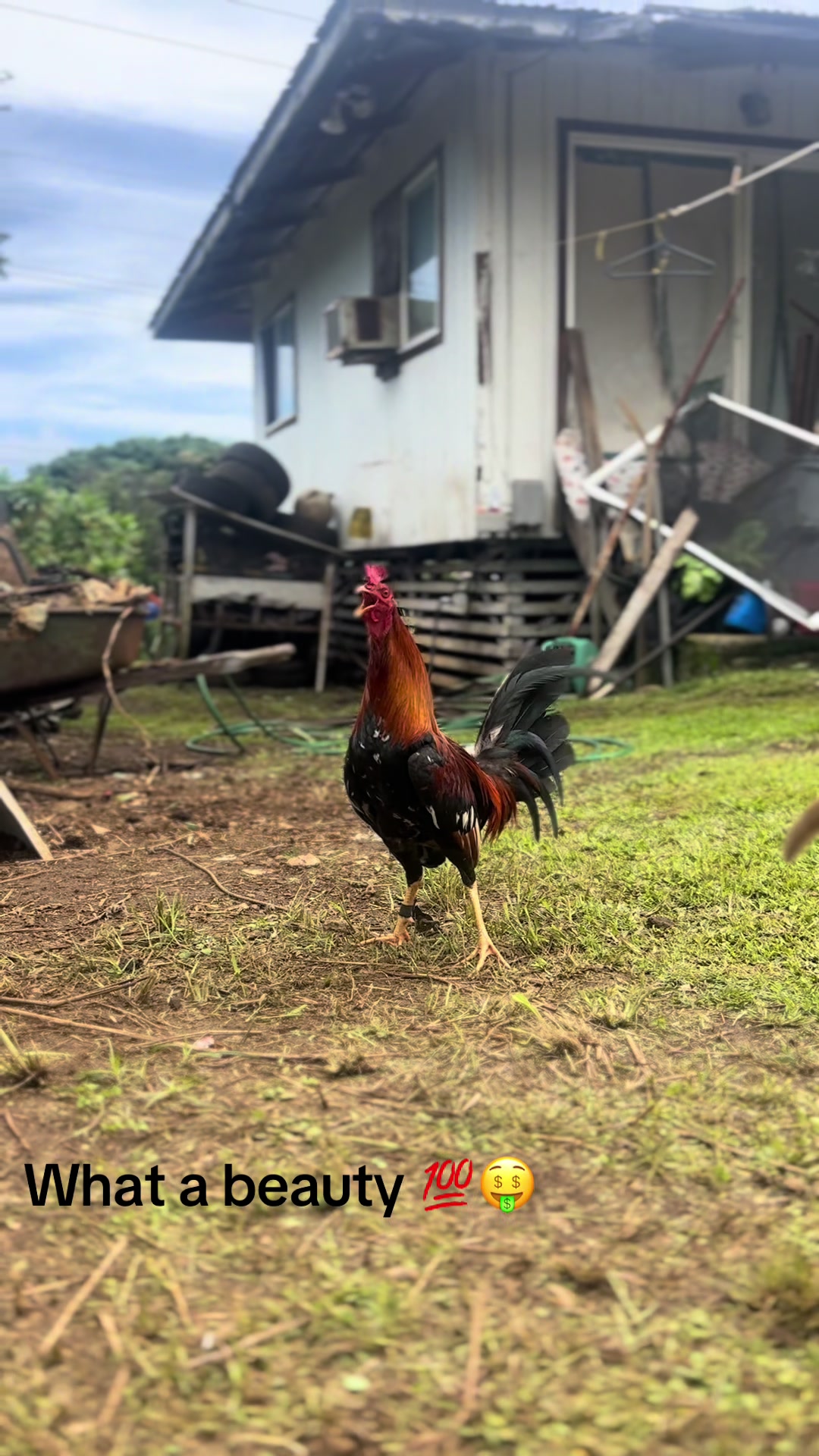 @ltowngamefowl