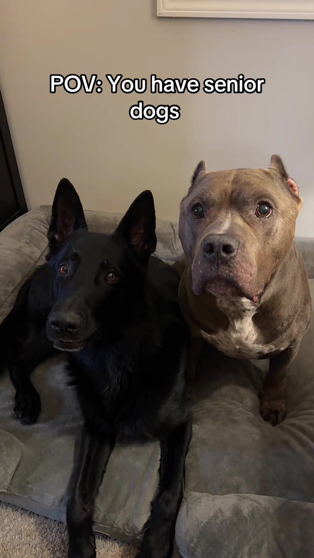 @My Dog’s Dope
