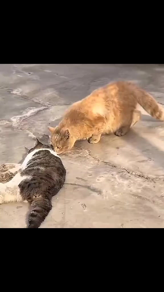 @🍂Памятные видео🍂