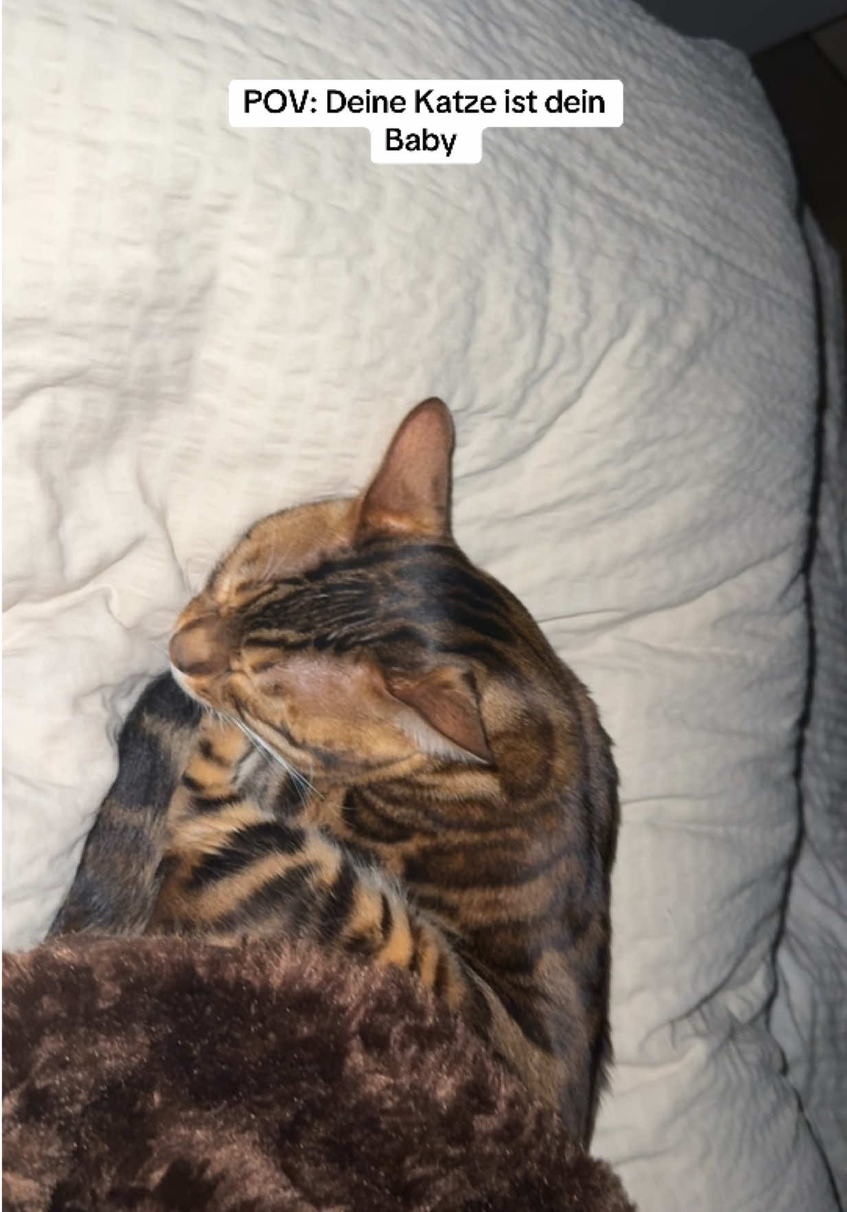 @Cat Mommy 🐆🤎