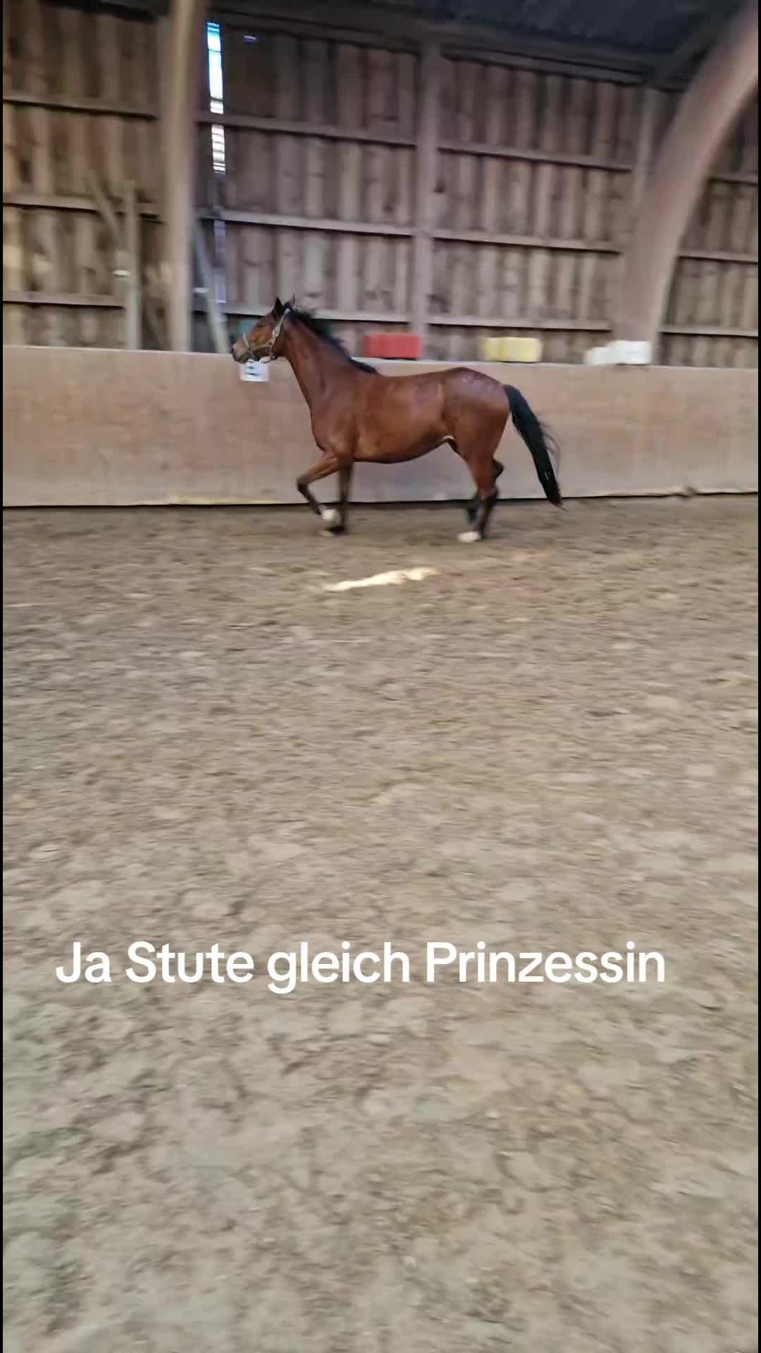 @Katinka, Peach 🐴 und Toffee🐶