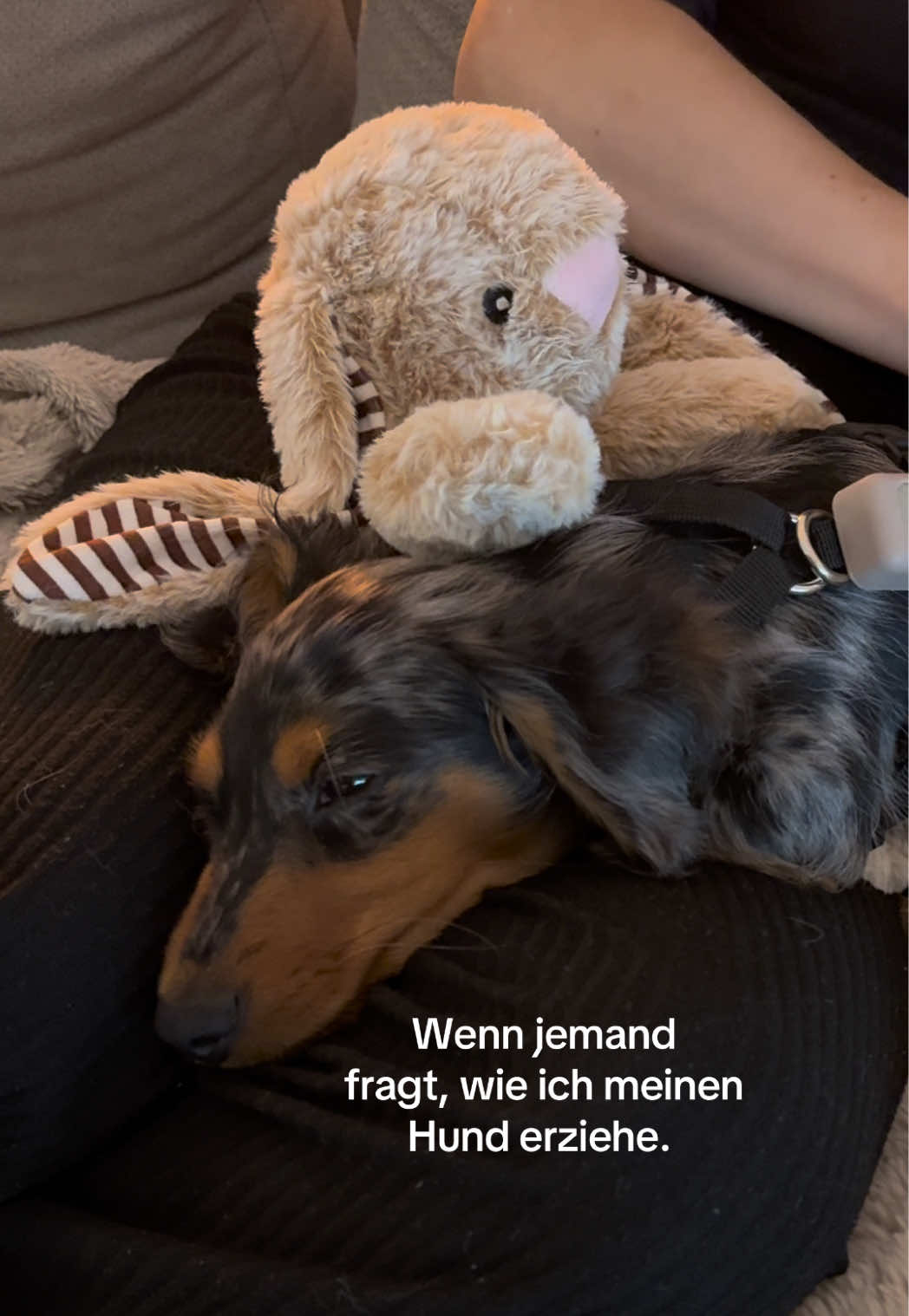 @Lio&Lou I Dachshund