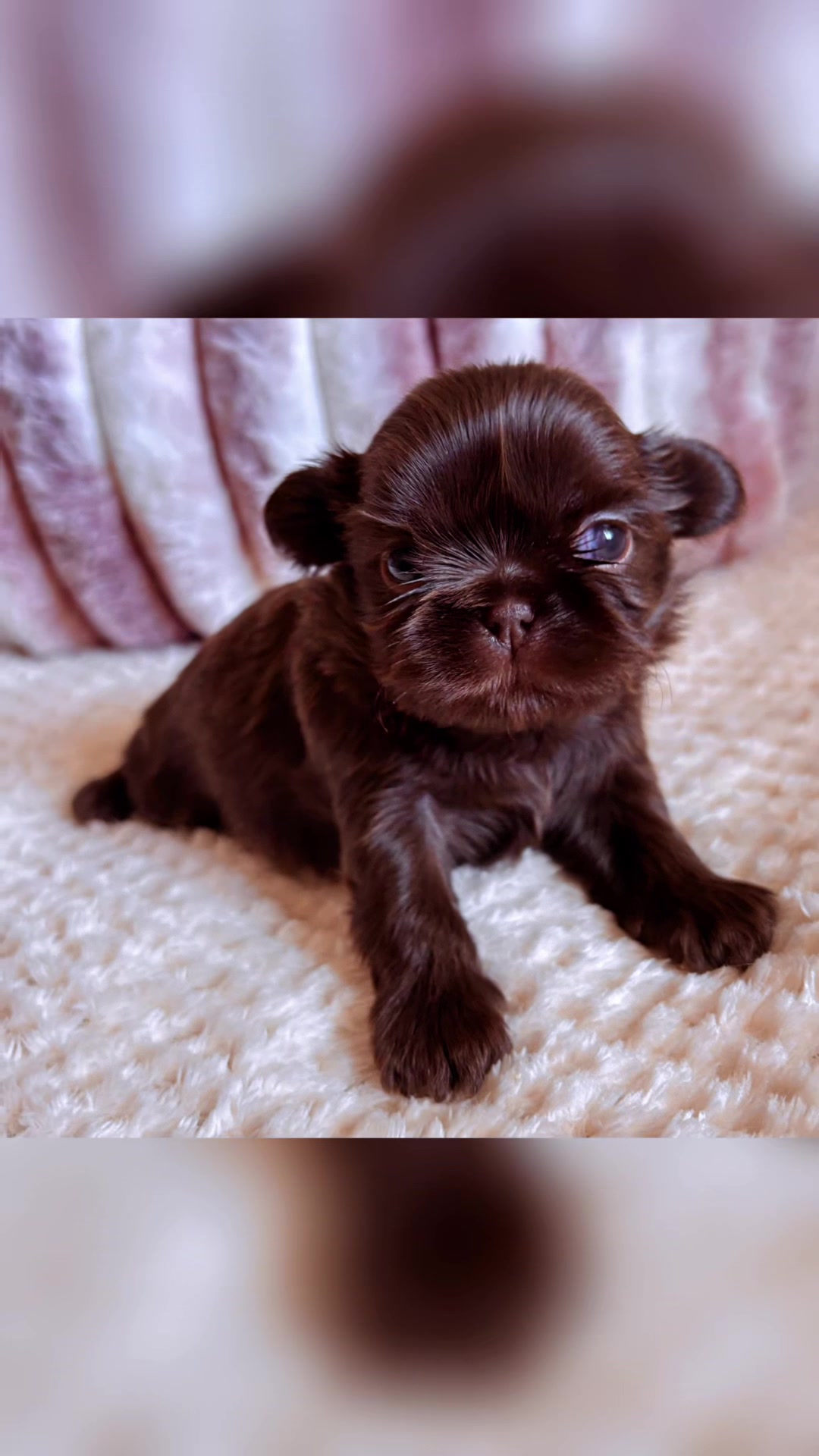 @SHIHTZU SOIRÉE