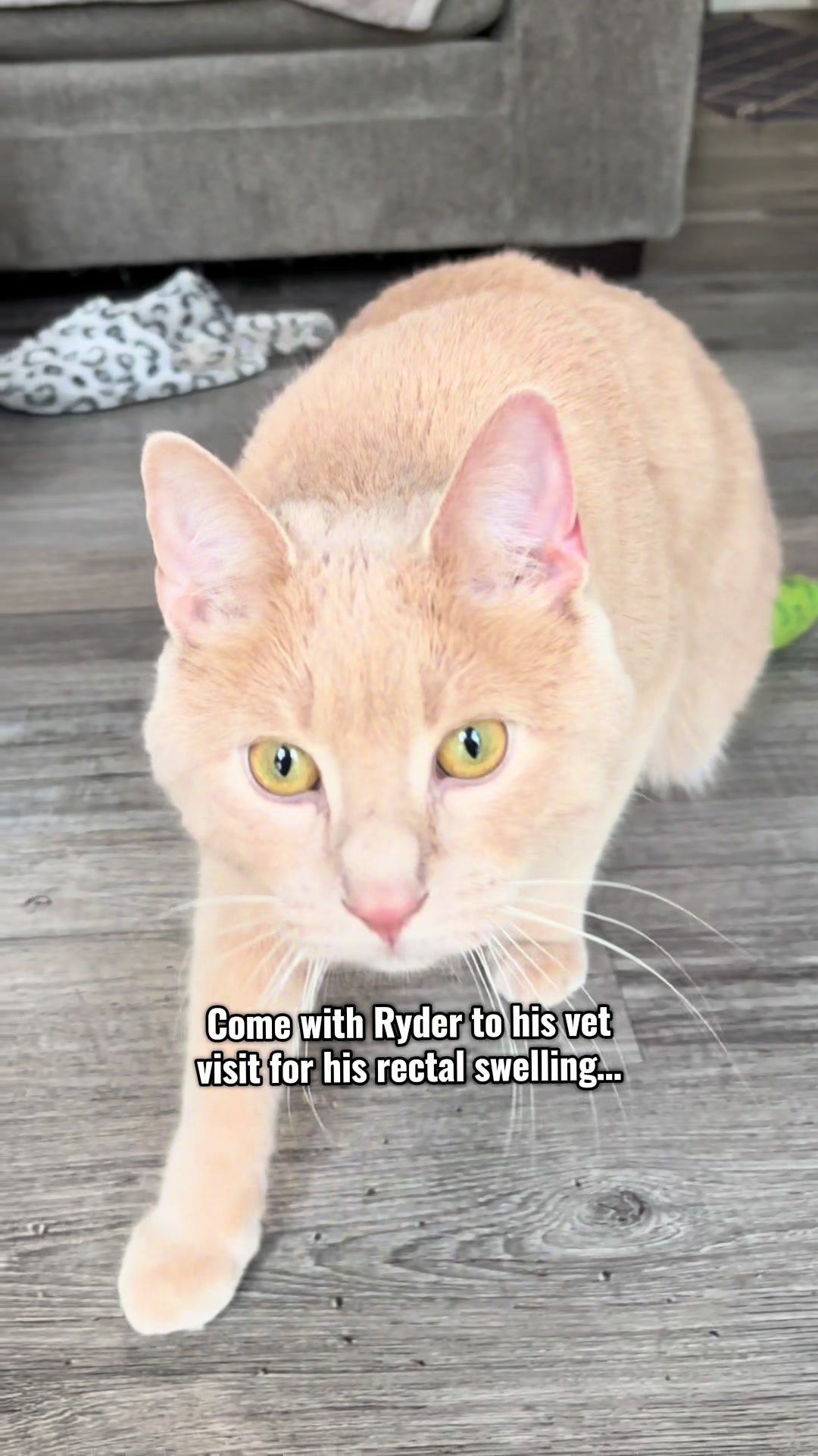 @Low Ryder Kitty