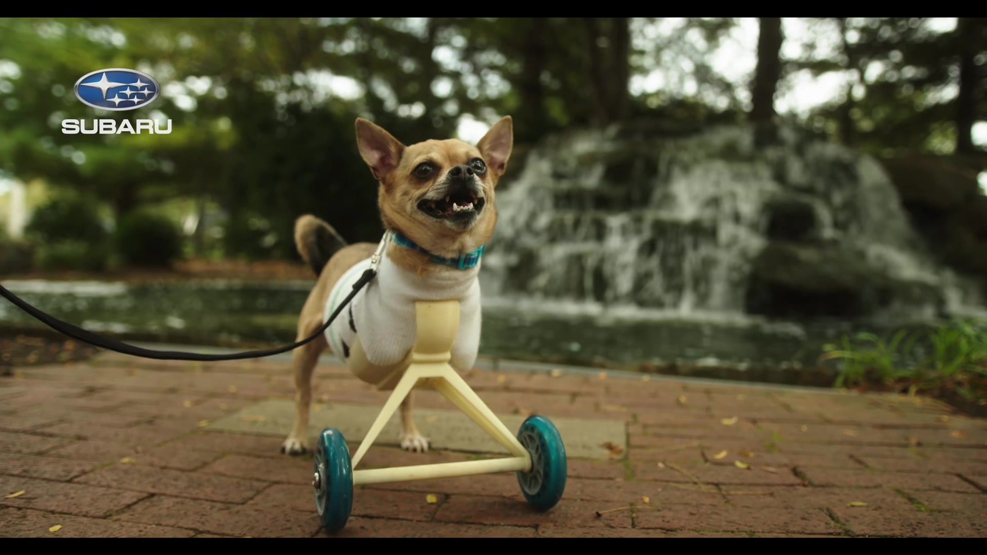 @TurboRoo the 2Legged Chihuahua