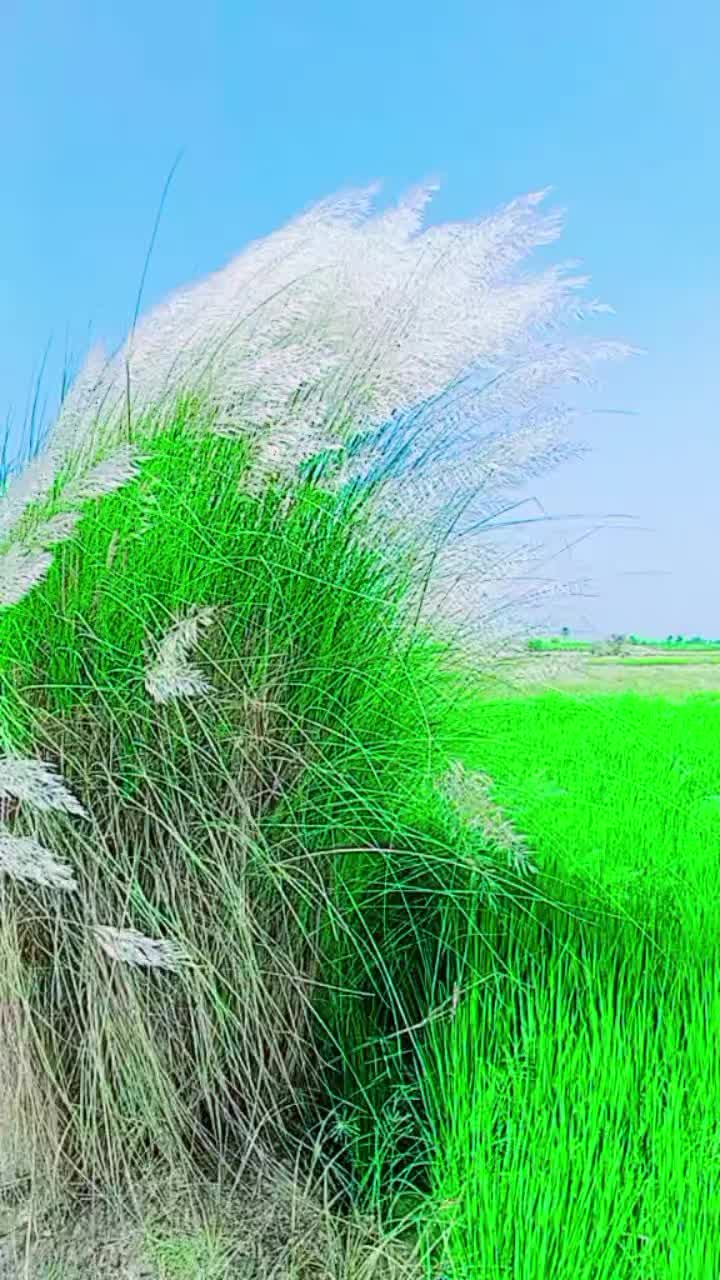 @Mushtaq_Khan