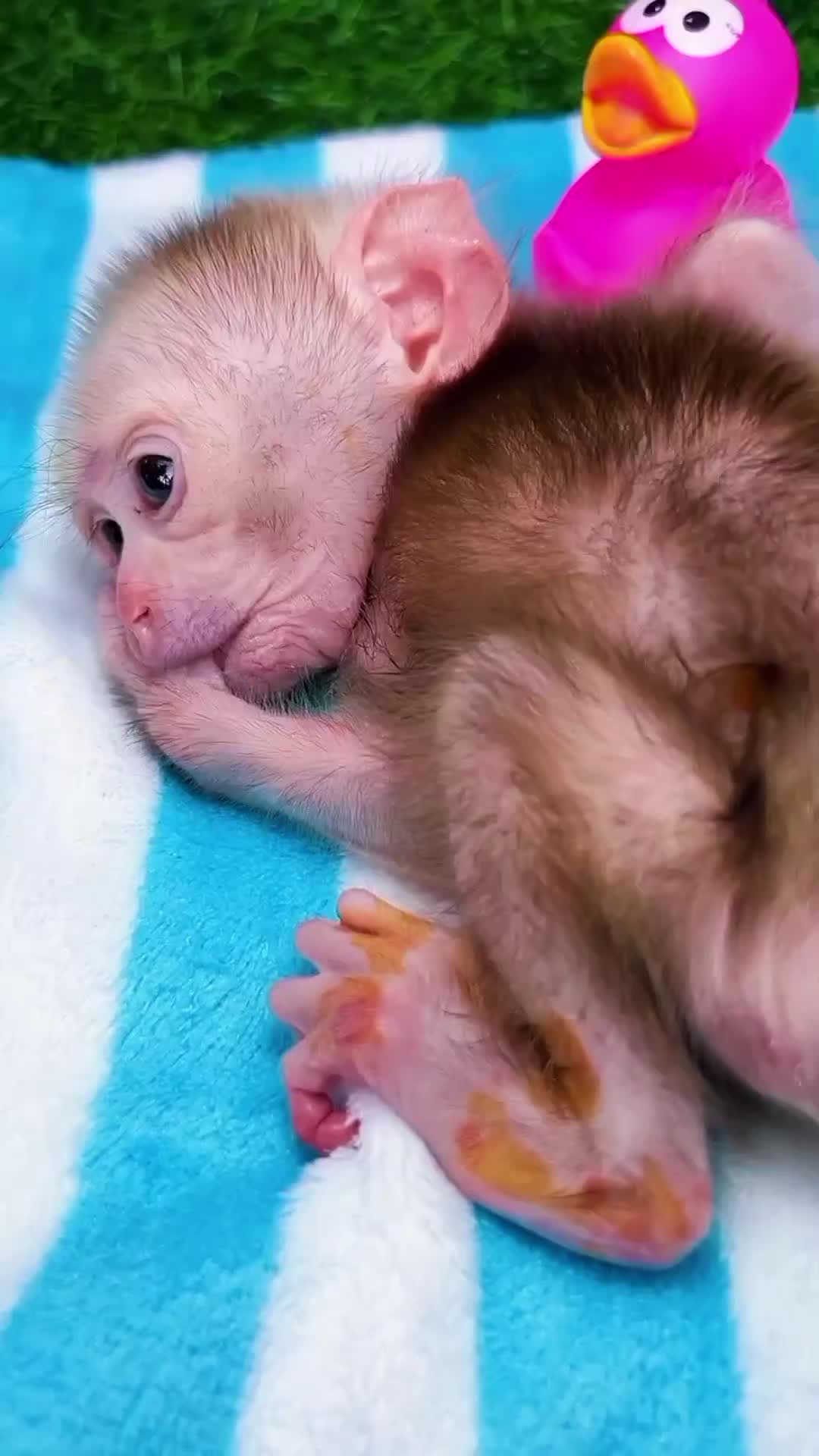 @CutekittenClub