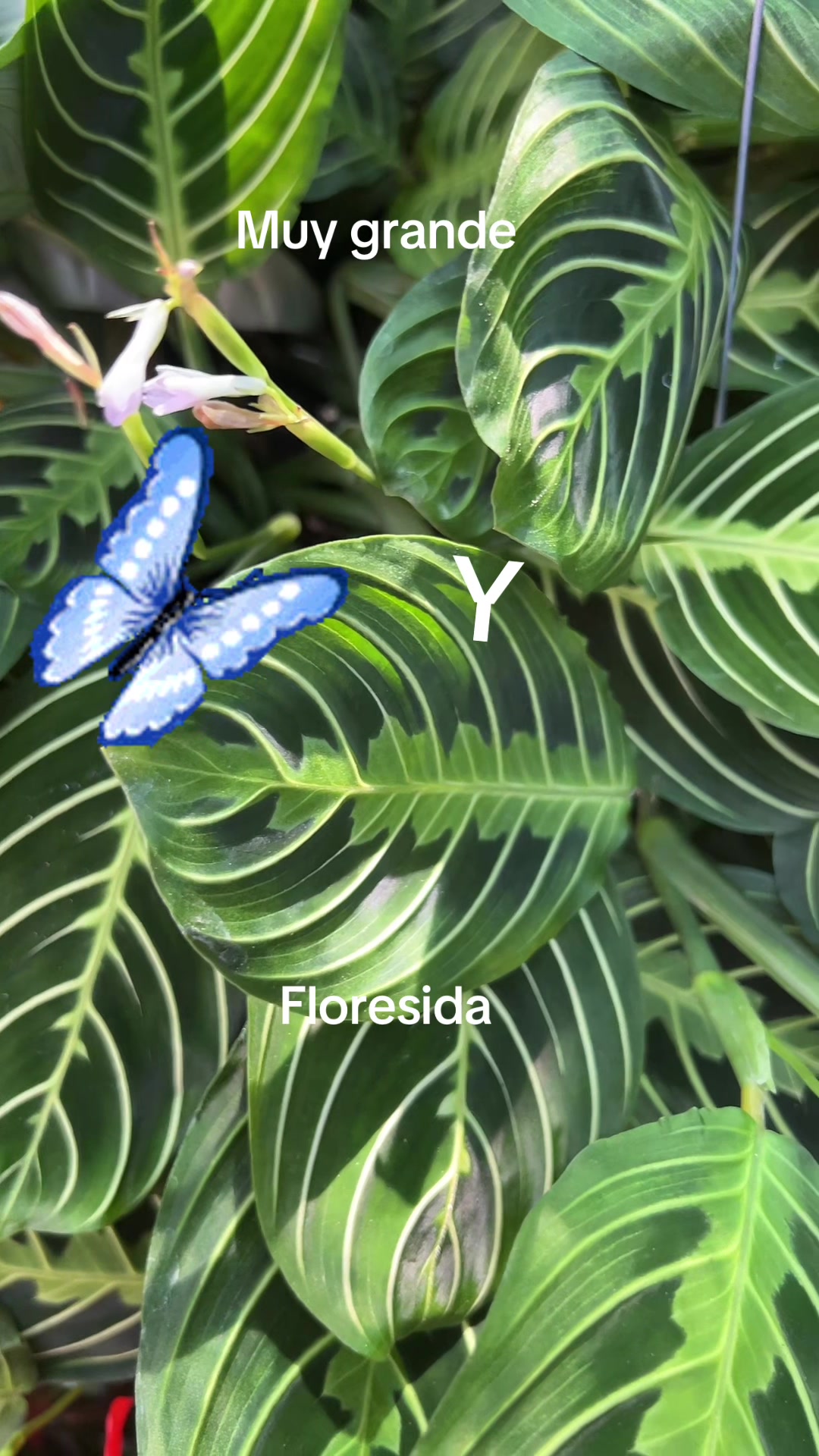 @Maria succulents 🕊️🐚