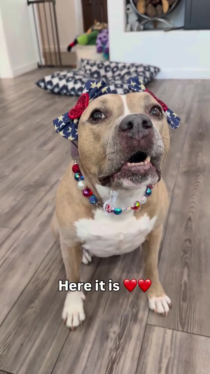 @Indie.pittie